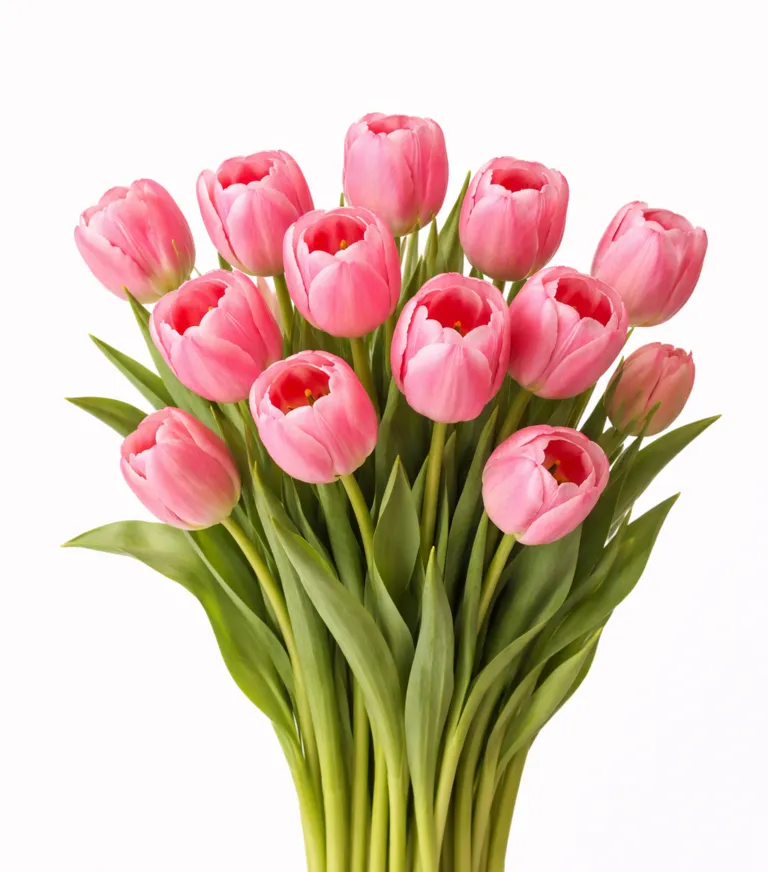 Tyulpan_Rozovyj_Florens