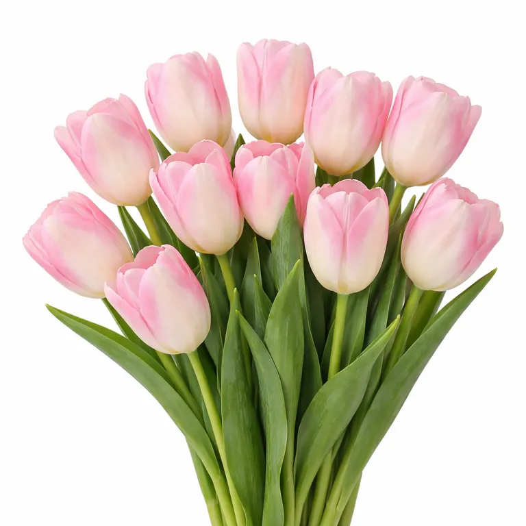 Tyulpan_Rozovyj_Memfis