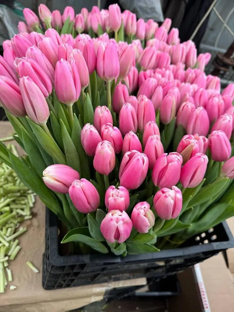 Tyulpan_Rozovyj_Milkshejk-2-2