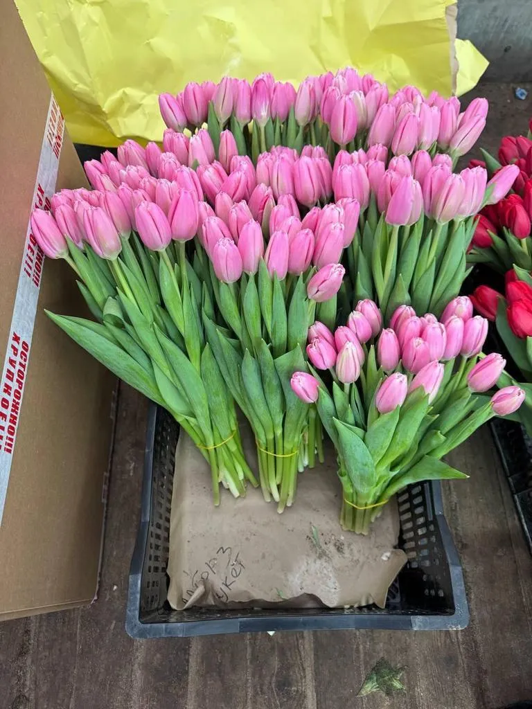 Tyulpan_Rozovyj_Milkshejk-3-2