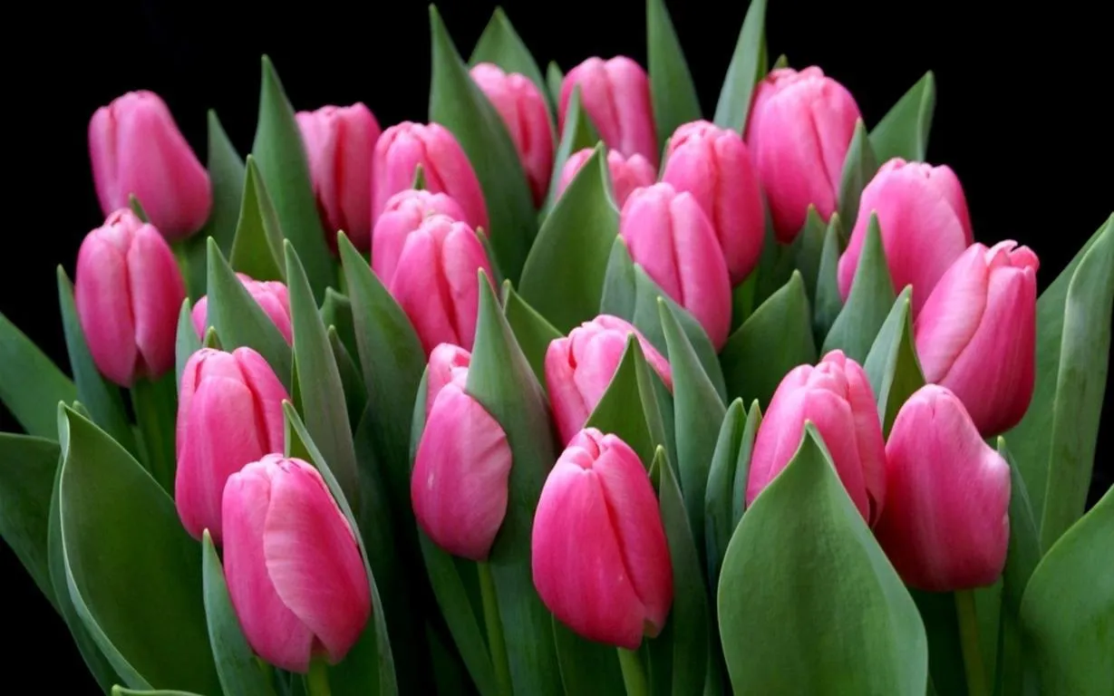 Tyulpan_Rozovyj_Trezor-2-2