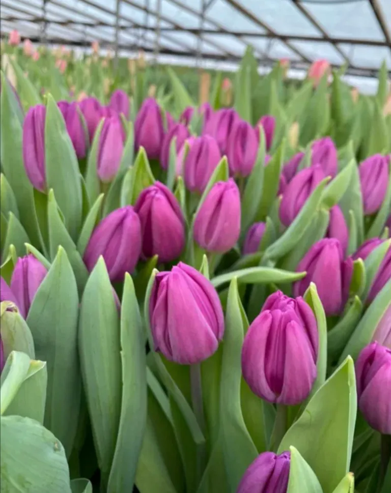 Tyulpan_Sirenevyj_Fortres-2-2