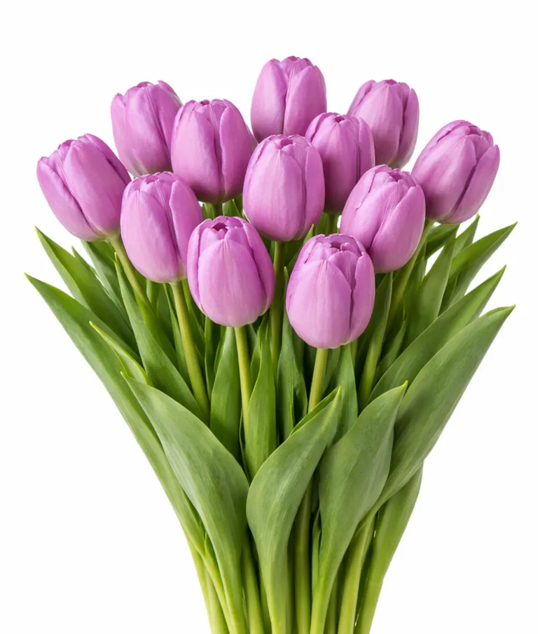 Tyulpan_Sirenevyj_Fortres