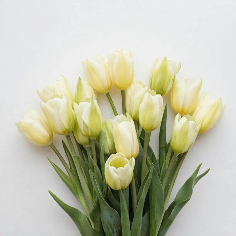 Tyulpan_Zheltyj_Krem_Fresh