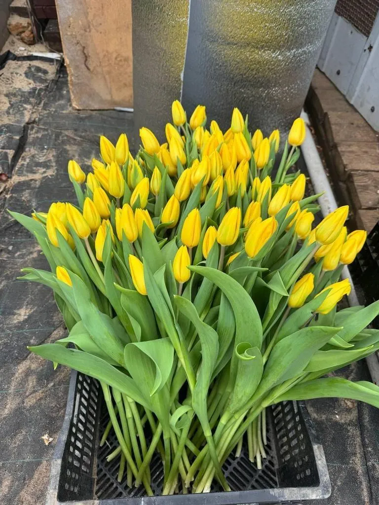 Tyulpan_Zheltyj_Strong_Gold-2-2