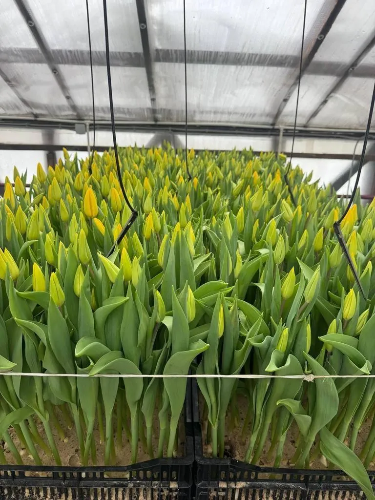 Tyulpan_Zheltyj_Strong_Gold-3-2