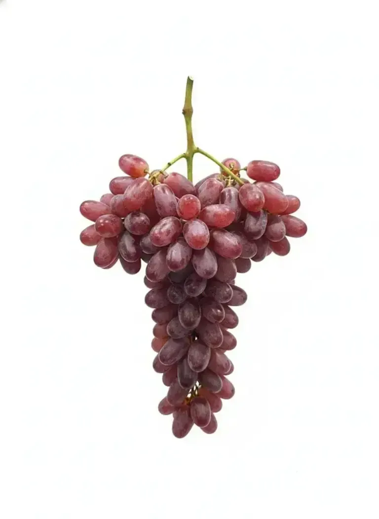 Vinograd_Kishmish_Dlinnyj_Kitaj