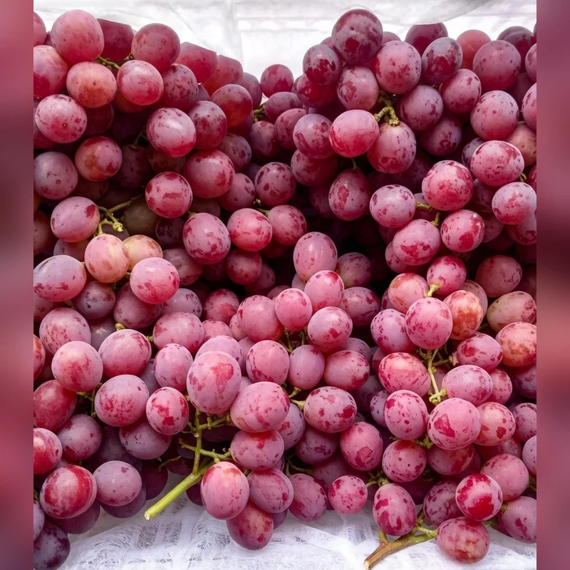 Vinograd_redglob_life