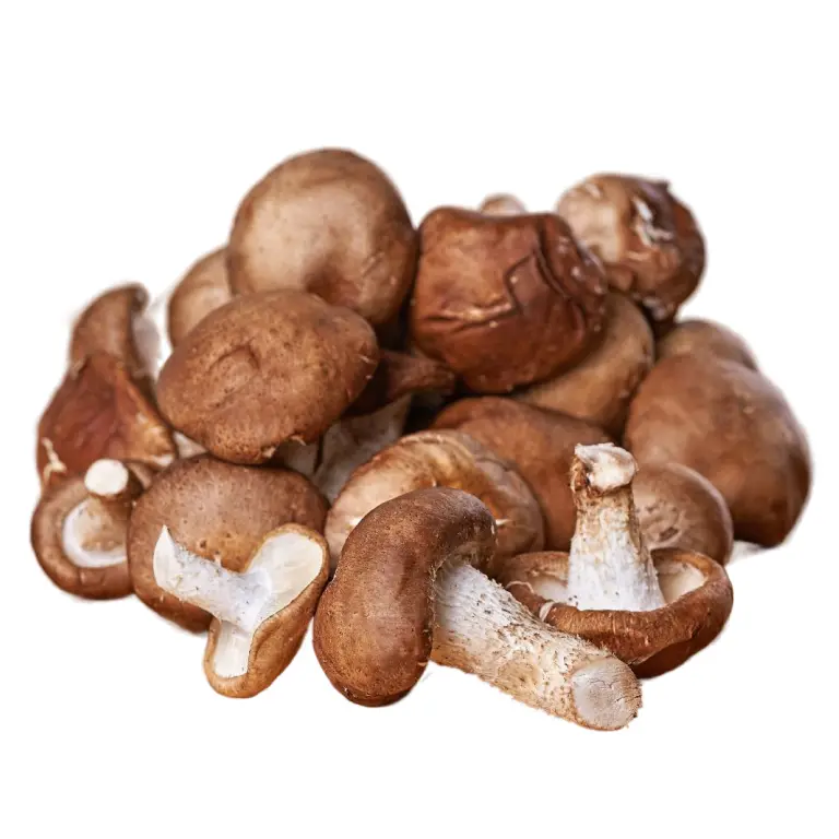 gribi-shiitake-5