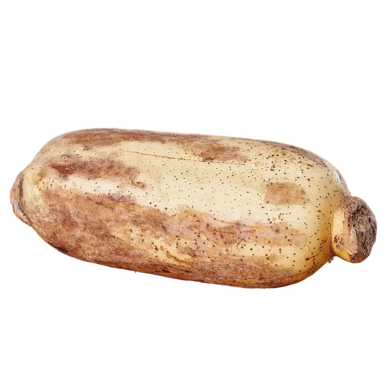koren-lotosa-4