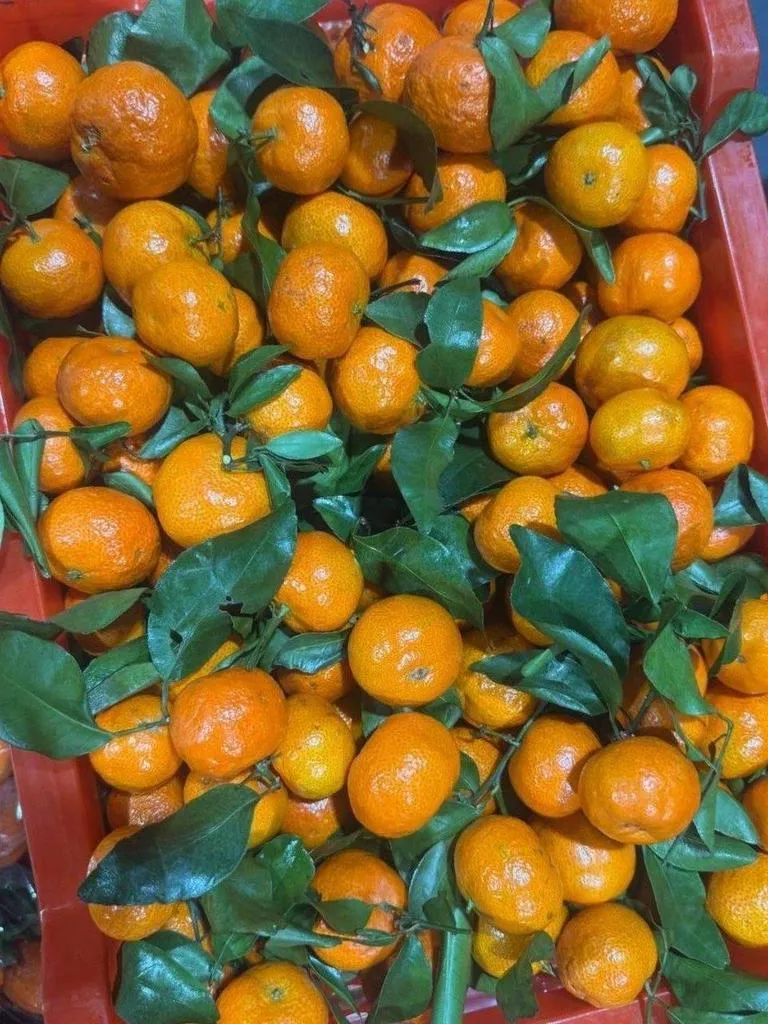 mandarin-mini2