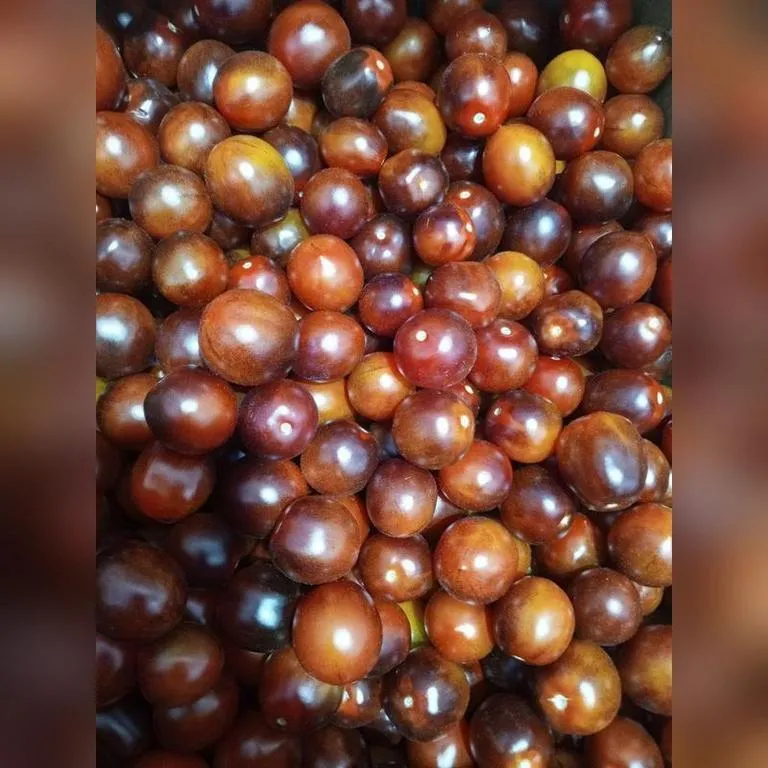 tomaty-cherri232