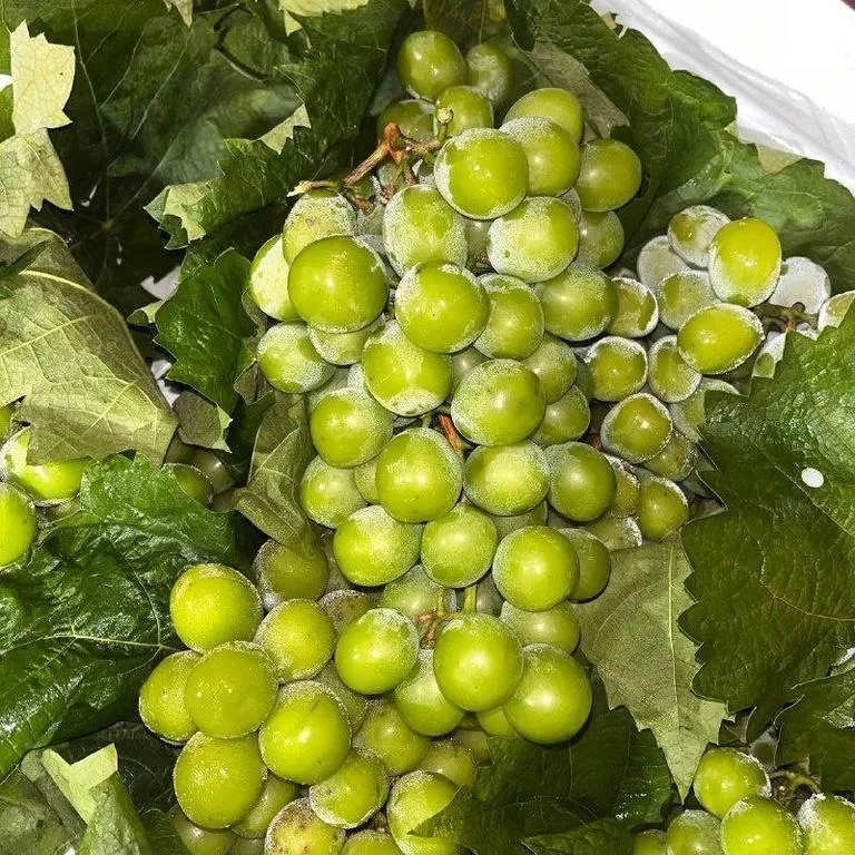 vinograd-muskat-shain-life